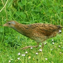 derkacz1