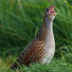 derkacz2