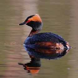 perkoz2