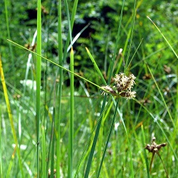 sitowiec2